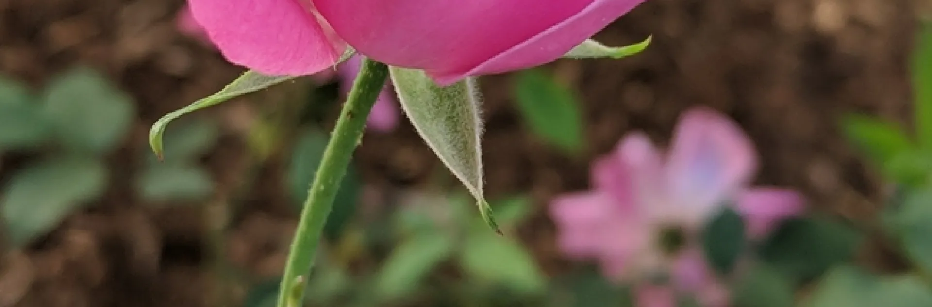 Rose named Alice Hamilton Pink Semidouble Antique Rose