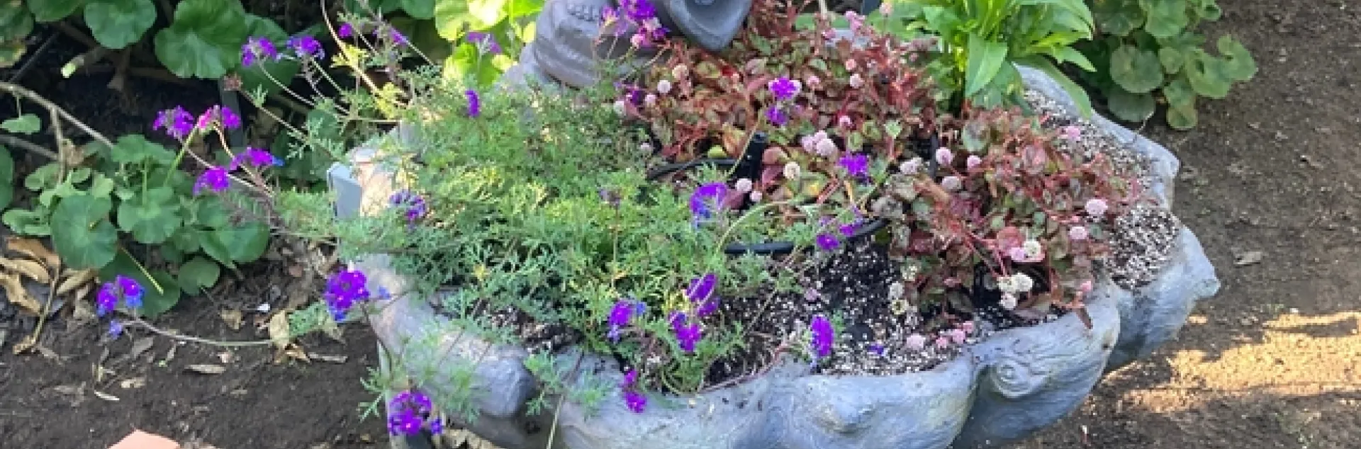 A fountain filled with perennial flowers.