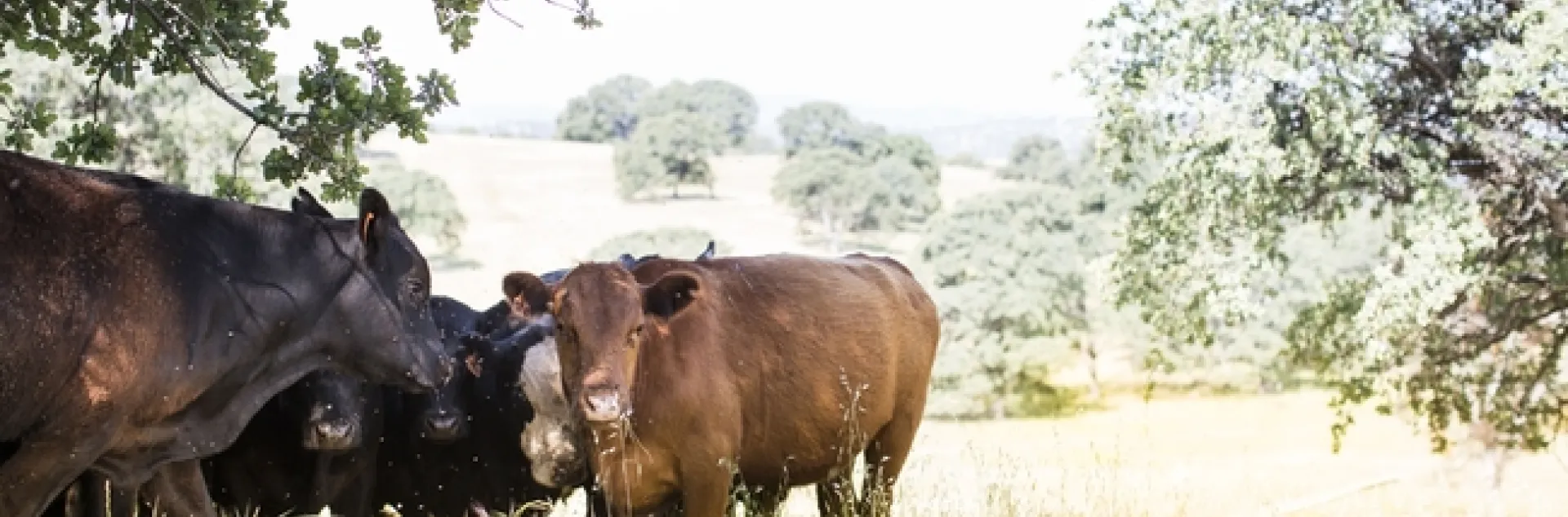 Varias vacas pastorean a campo abierto.