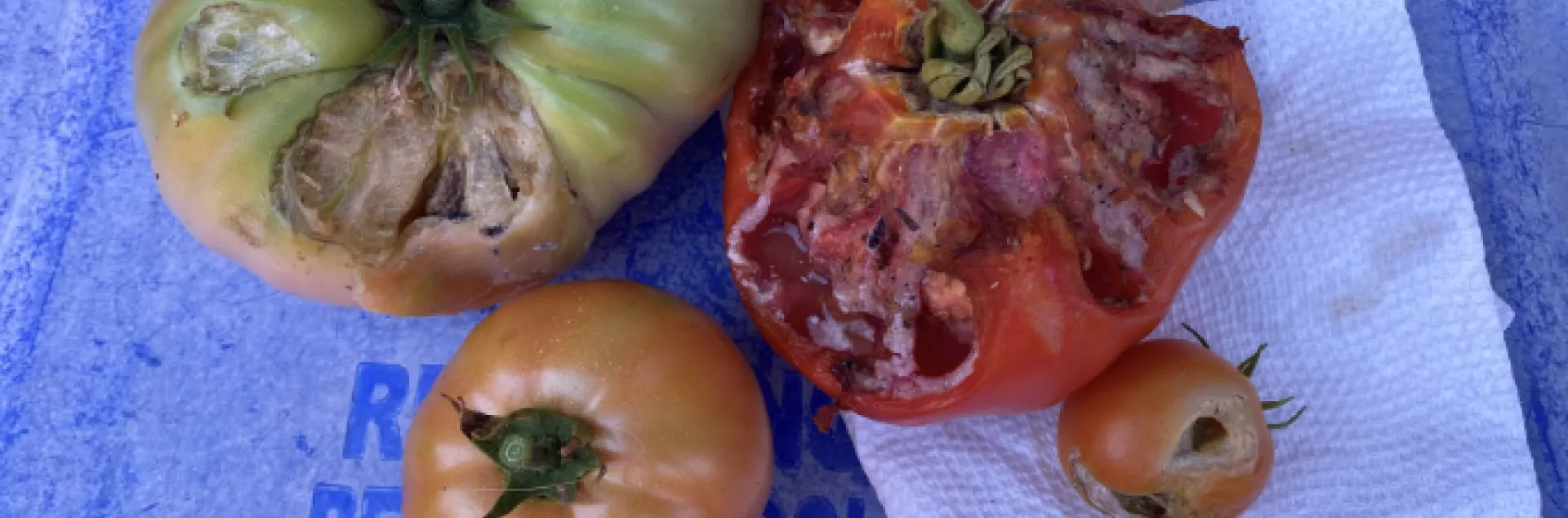 WhatsEatingTomatoes-1