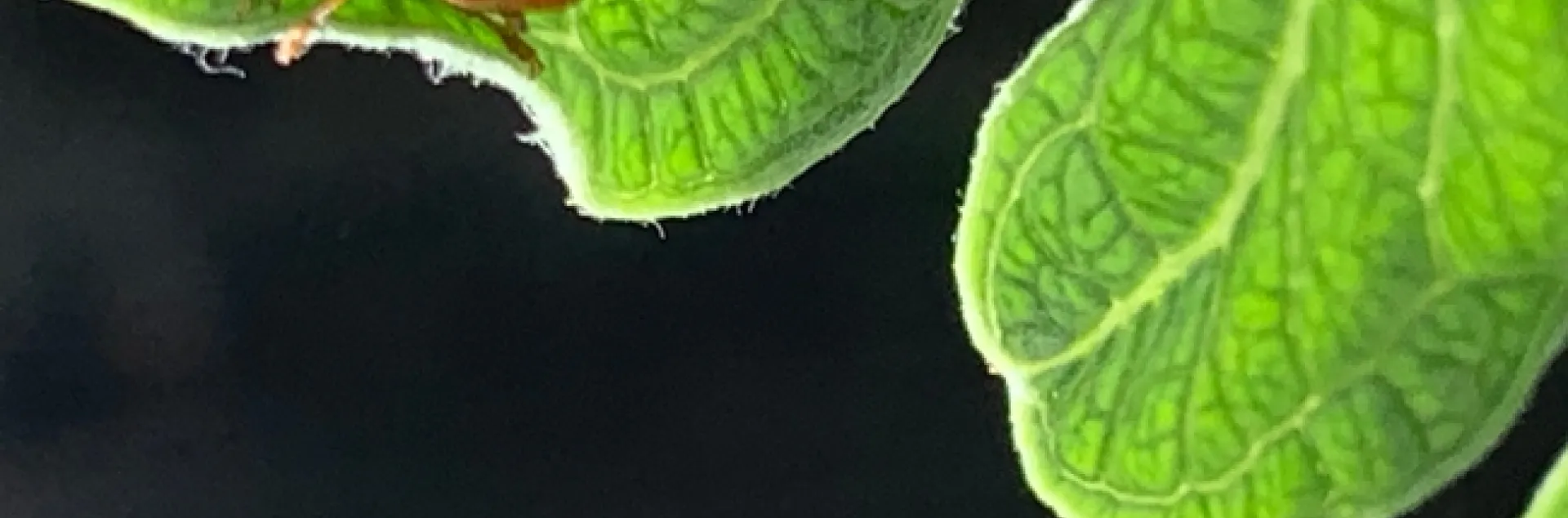 photo by Denise Cottrell