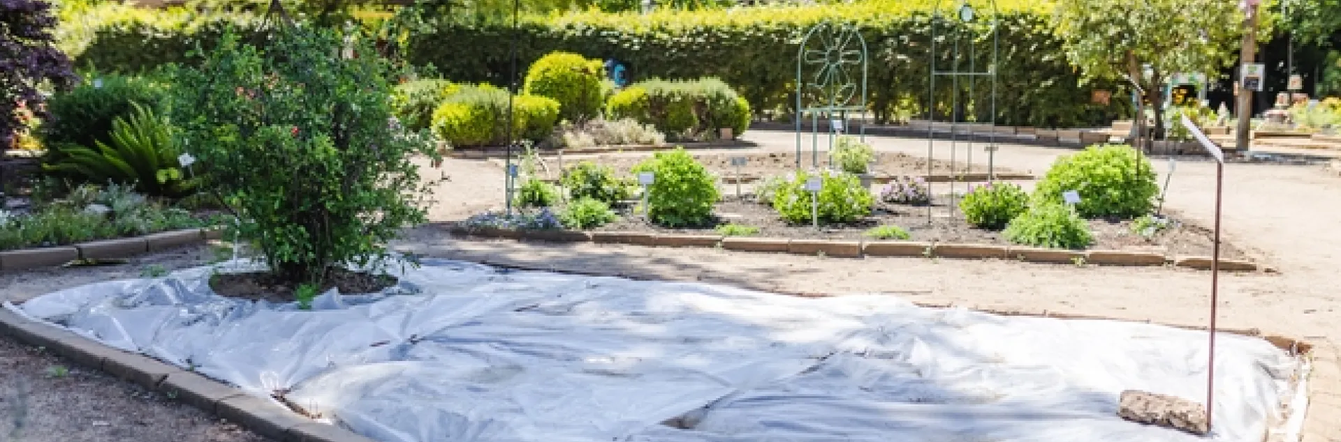 The plot at the Master Gardeners' Garden of the Sun undergoing soil solarization. To preserve a plant in the area to be solarized, as shown in the picture, cut a circle (about 18 inches in diameter) around the plant, recognizing that weeds and other pests won’t be killed in that area. (Photo: Sarah del Pozo)