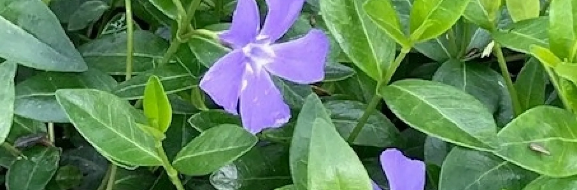 Periwinkle (Vinca major) is an invasive plant in California. It was introduced from Europe in the 1700s for ornamental and medicinal purposes, but it should not be planted in California gardens. (Photo: Cynthia Zimmerman)