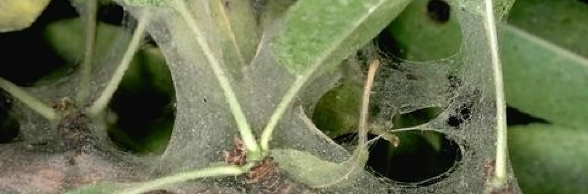Reduce conditions favorable to spider mites by providing adequate water for your plants and reducing dust on and around the leaves. (Photo: UC IPM)