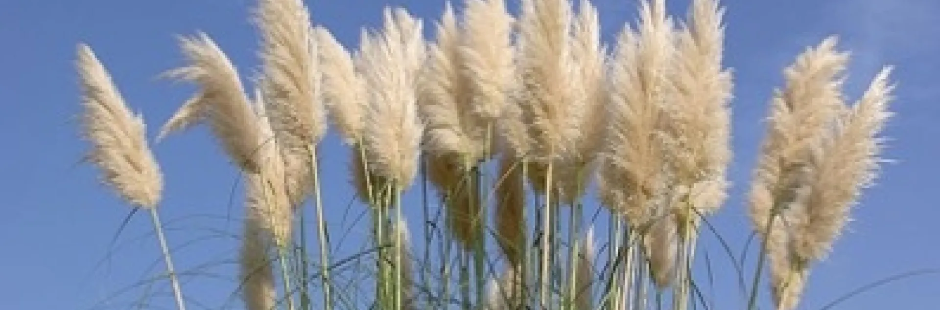 Tall, off-white, feathery-looking seed heads against the blue sky.