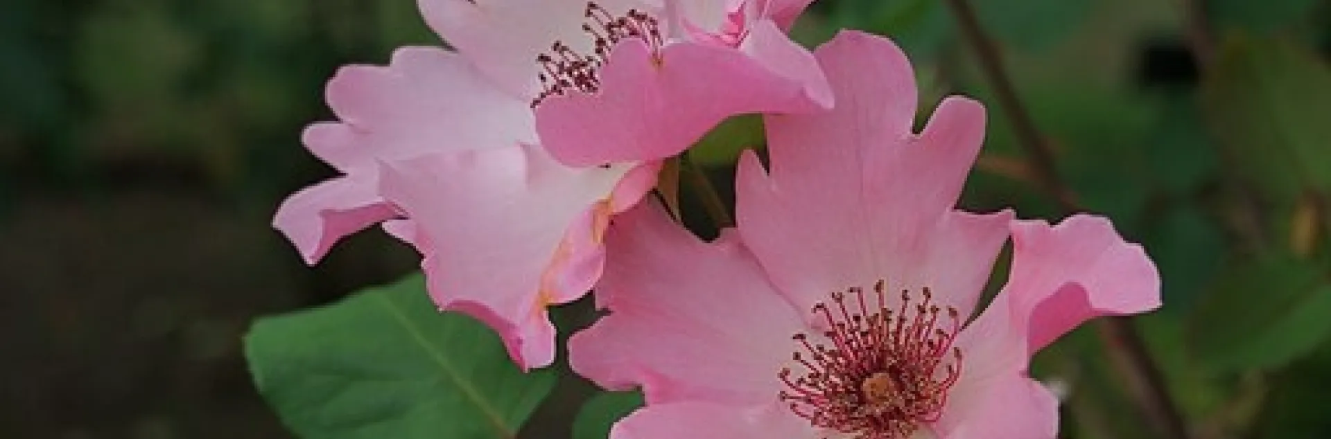 picture of Dainty Bess pink single rose with ruffled edges