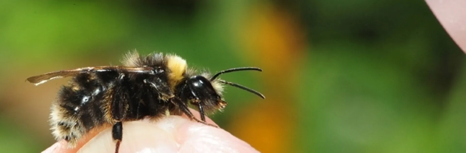 Bumble Bees: Feeling Impact of Climate Change | Bug Squad