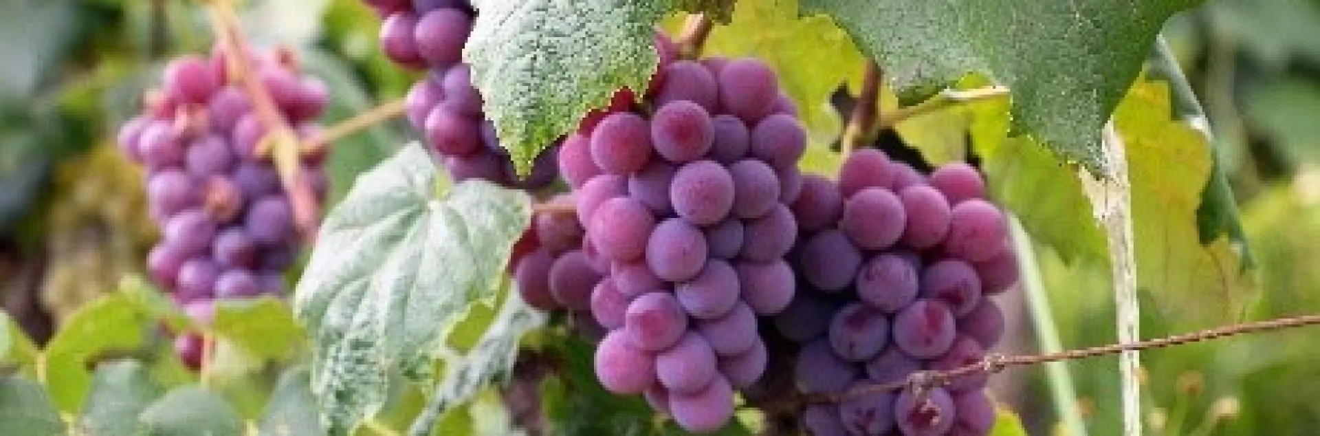Fall grapes.