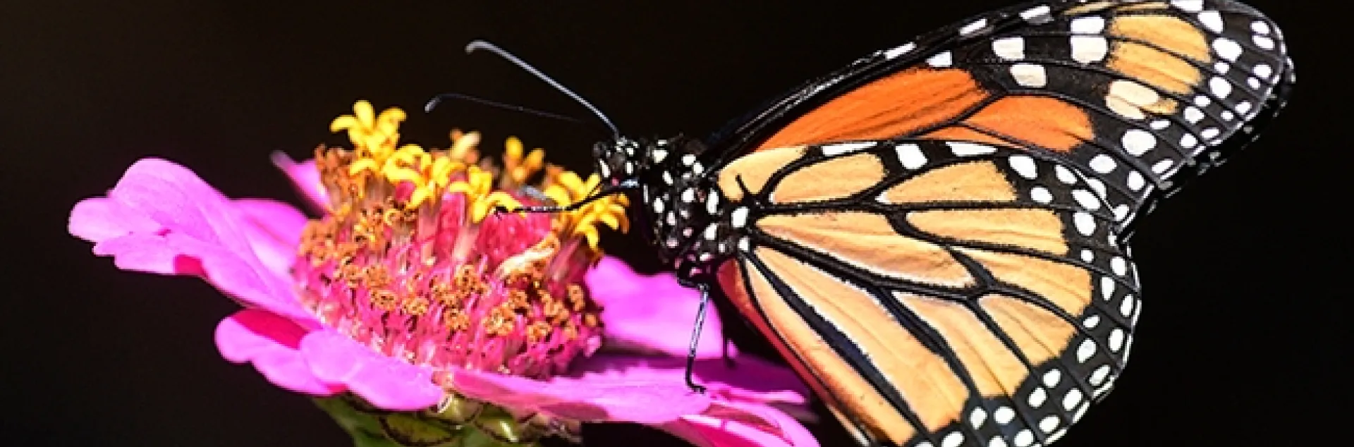 A migratory monarch butterfly nectaring on a pink zinnia in a Vacaville garden. (Photo by Kathy Keatley Garvey)