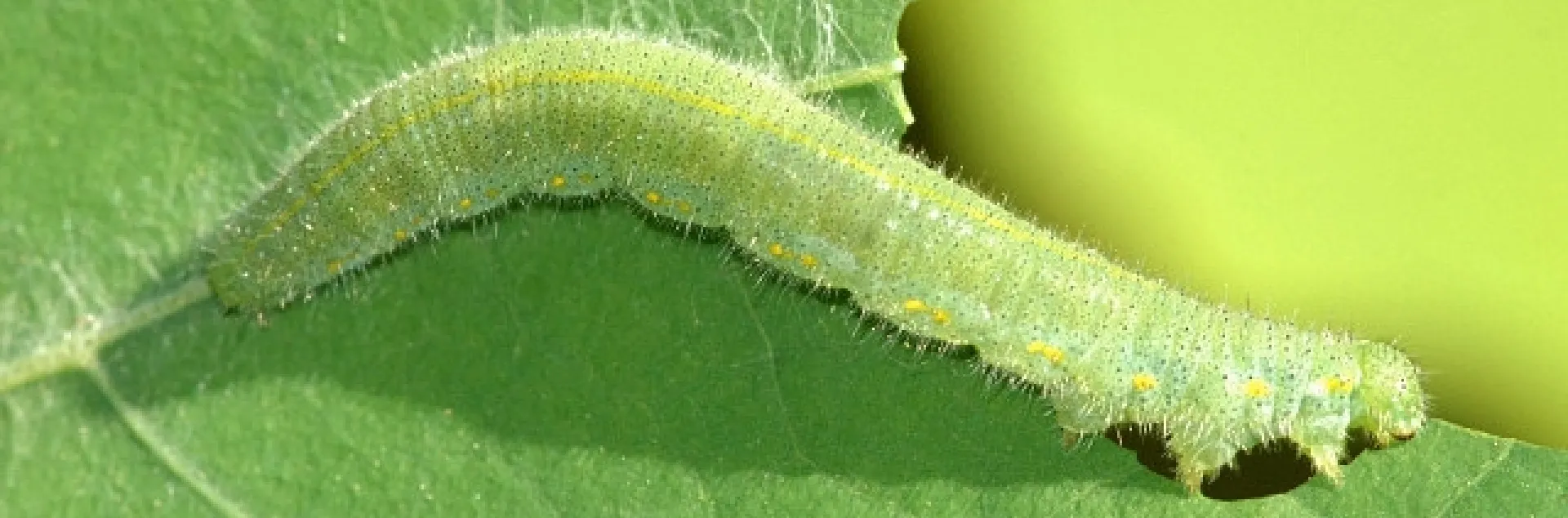 Cabbageworms can eat your healthy vegetables if left unchecked. (Photo: Wikimedia Commons)