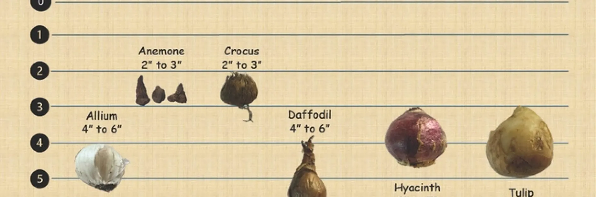 Plant Bulbs Now for Spring Bloom! | The Stanislaus Sprout