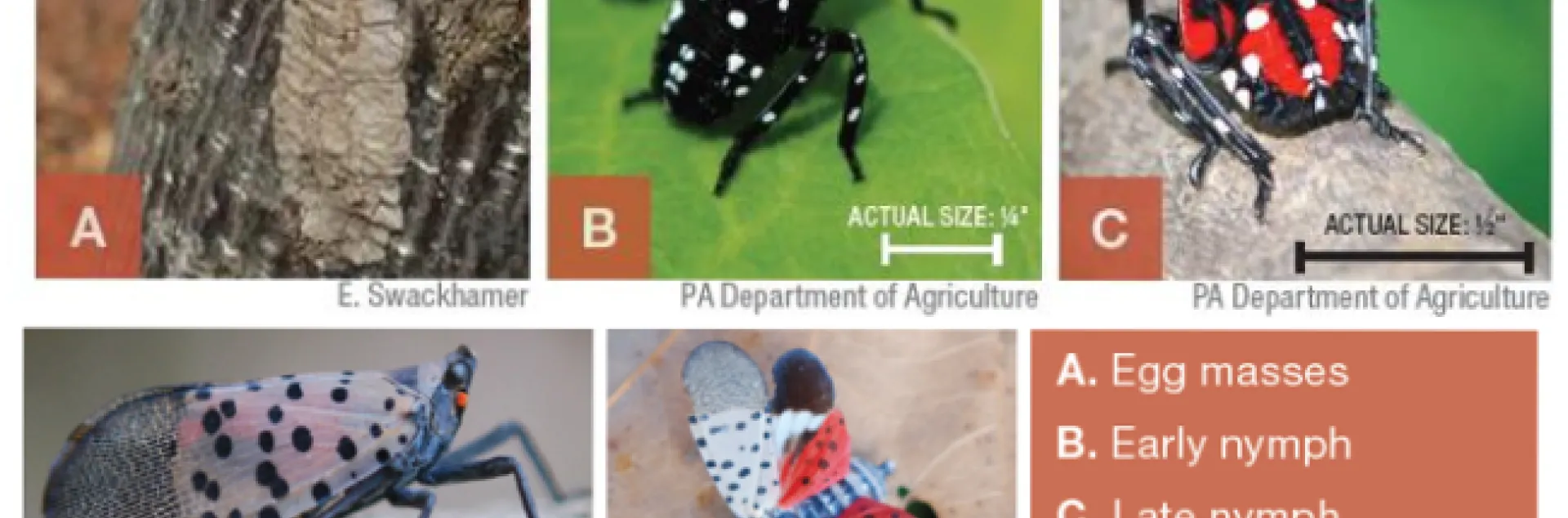 Collage of photos of Spotted Lanternfly eggs, young (various instars) and adults