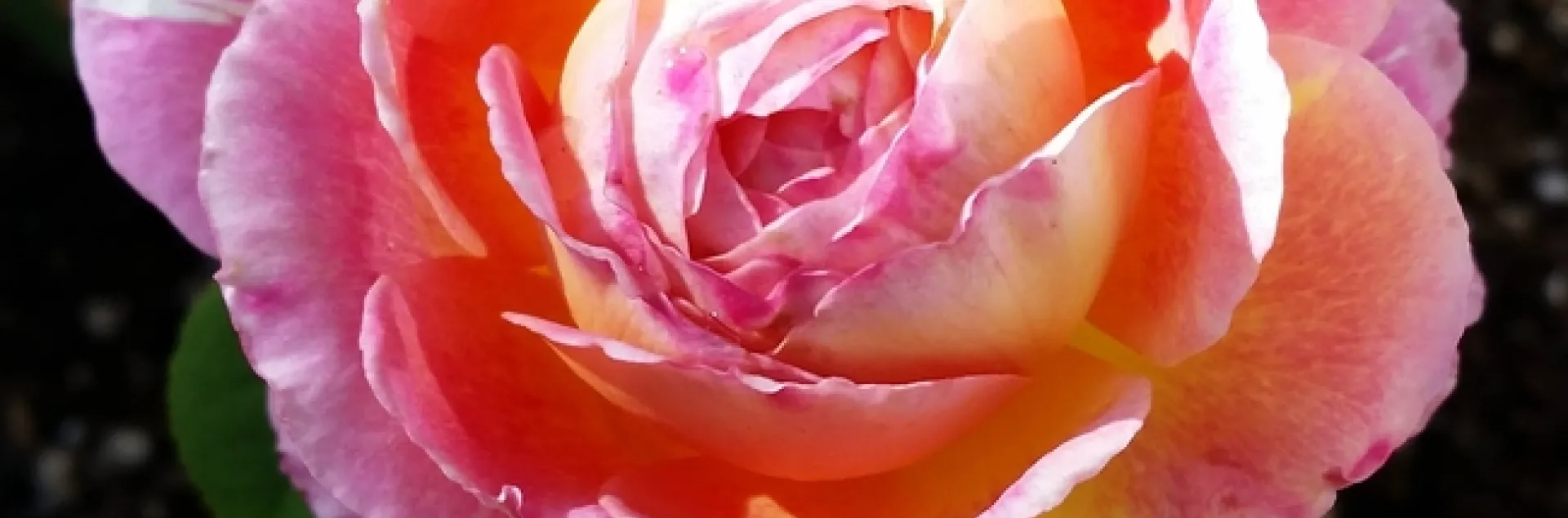 pink yellow cream striped rose