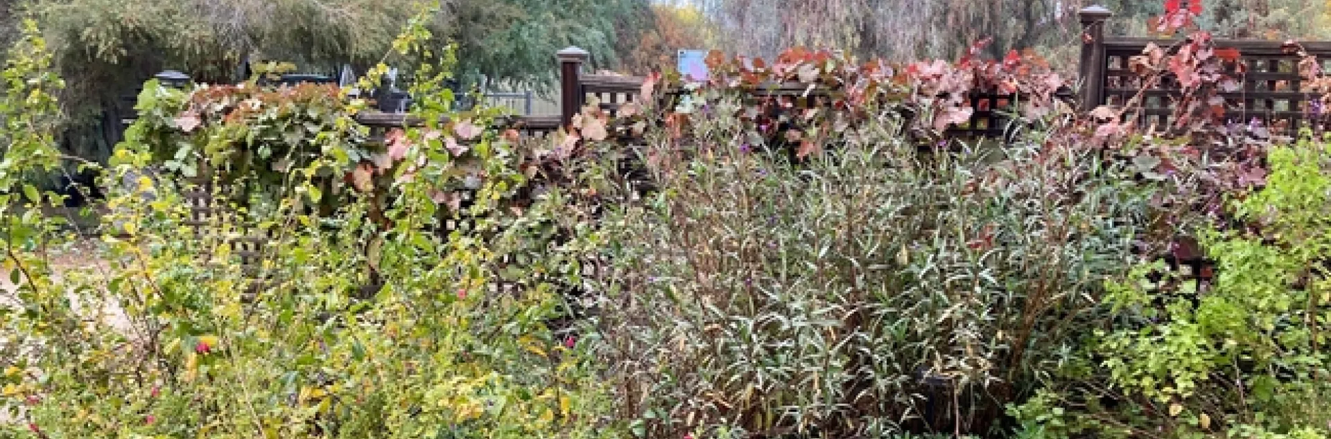 A winter garden has its own quiet appeal. This serene corner is at the Clovis Botanical Garden. (Photo: Jeannette Warnert)