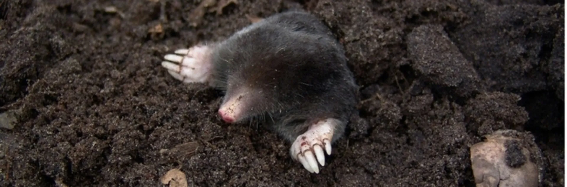A grey animal with pale pink claws sticking out of a dirt hole in the ground