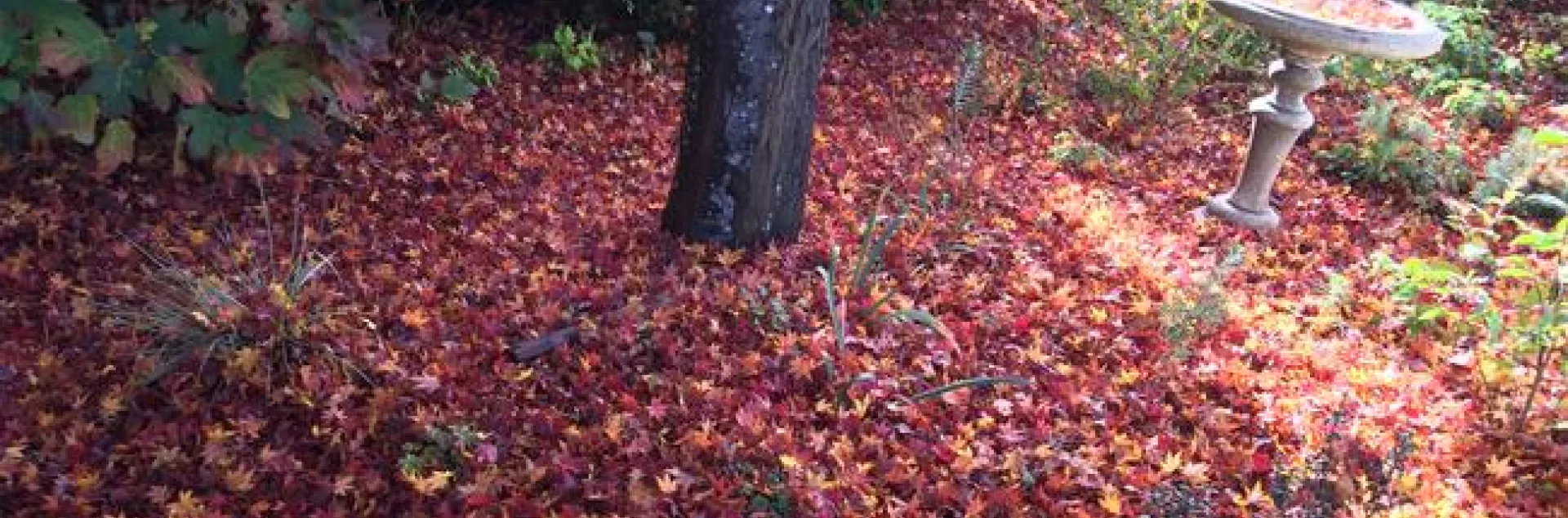 Are Leaves Good for a Garden: Nature's Fertilizer Revealed