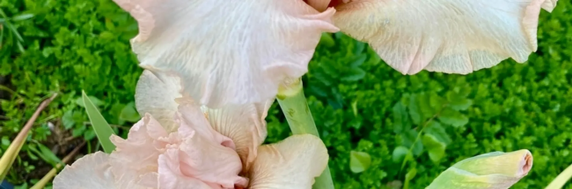 This January-blooming Cameo Blush iris is in the John Weiler Memorial Iris Garden at the Clovis Botanical Garden. (Photo: Jeannette Warnert)