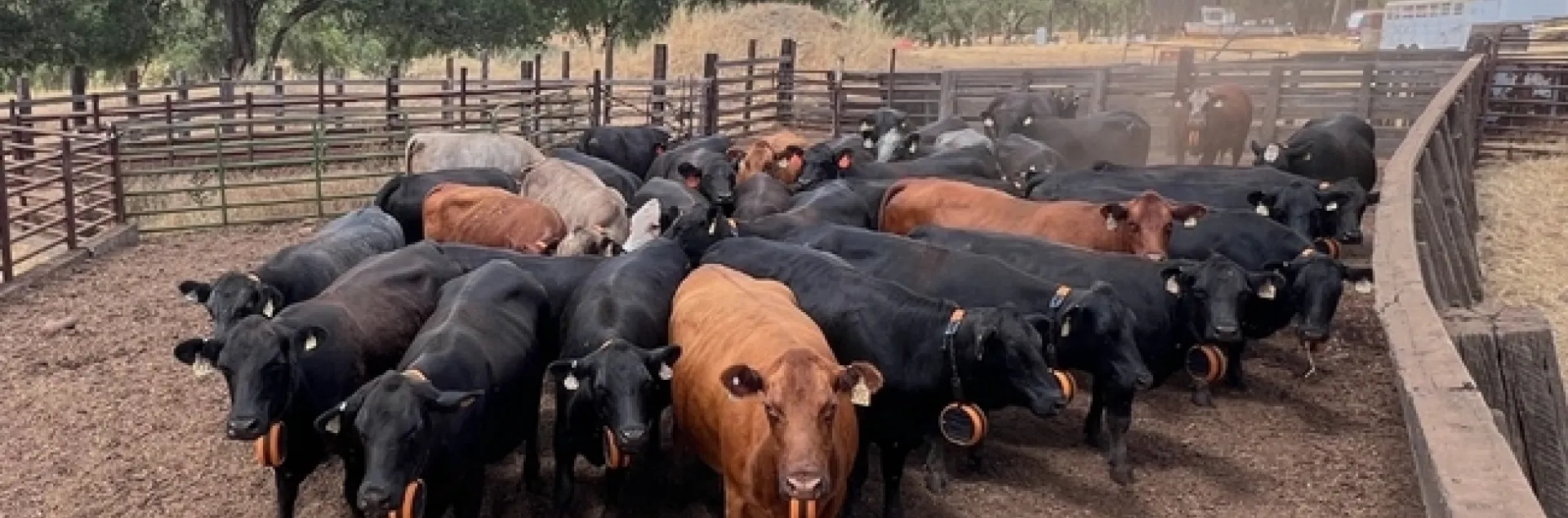 Ganado con collares de cercado virtual que funcionan con energía solar.