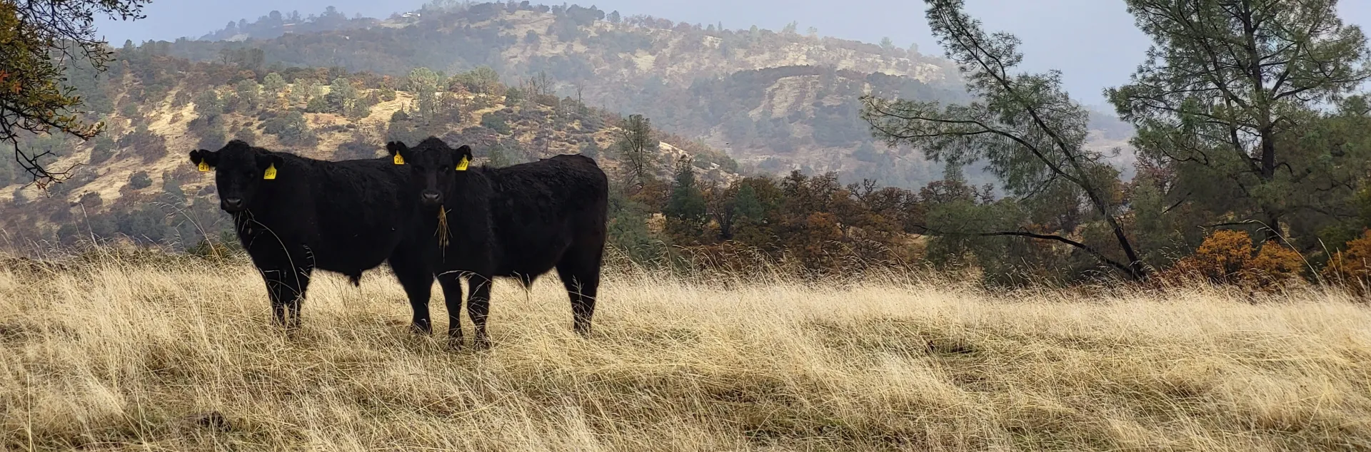 Stocker cattle grazing in the Sierra Foothills