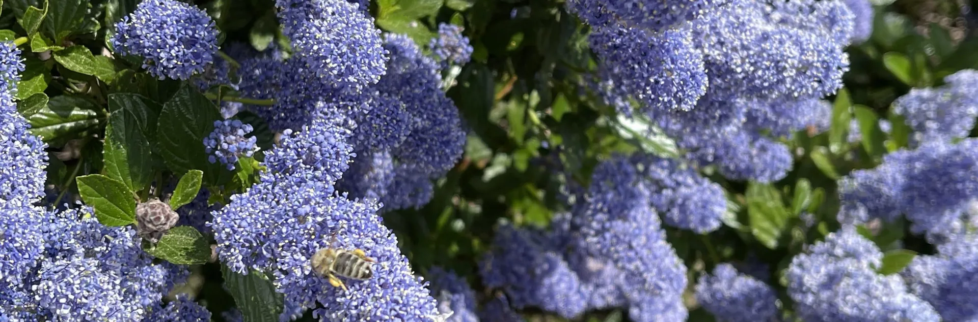 AF Ceonothus with Bee