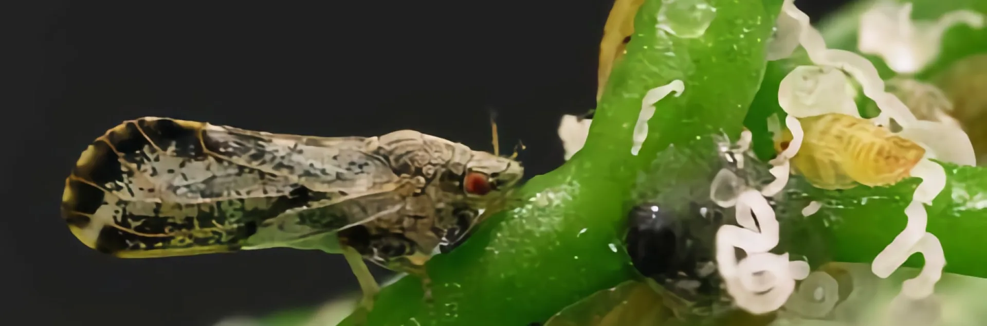 Small tan and black winged insect and curls of waxy frass
