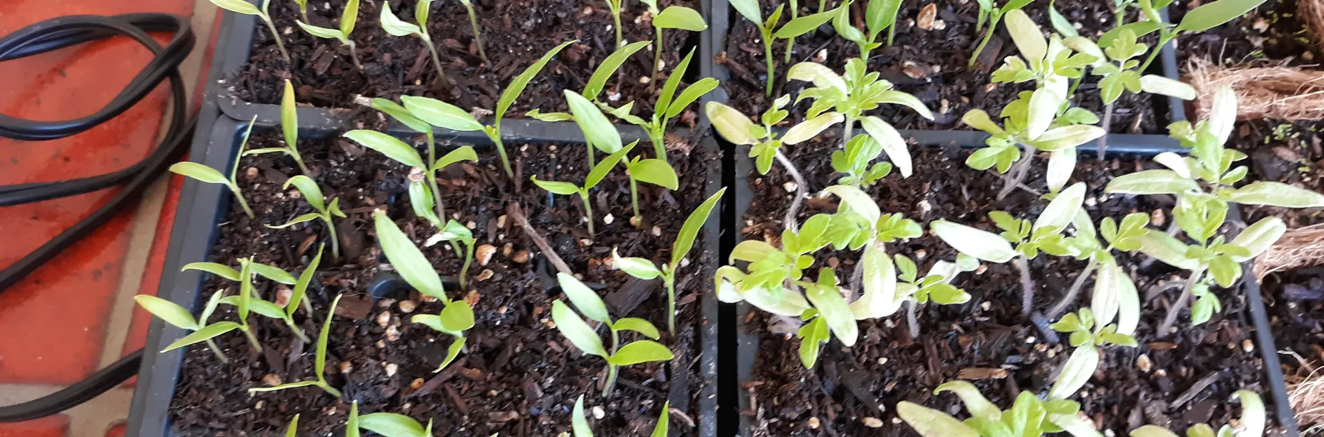 A flat of tiny tomato and pepper seedlings