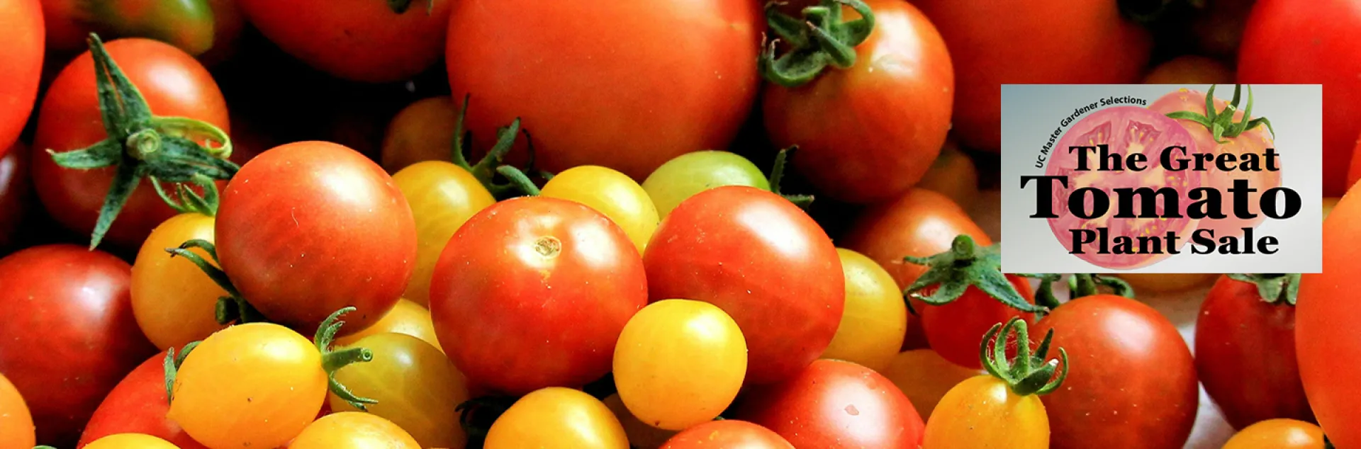 GTPS 2026 - Tomatoes - Cherry and Paste | UC Master Gardener