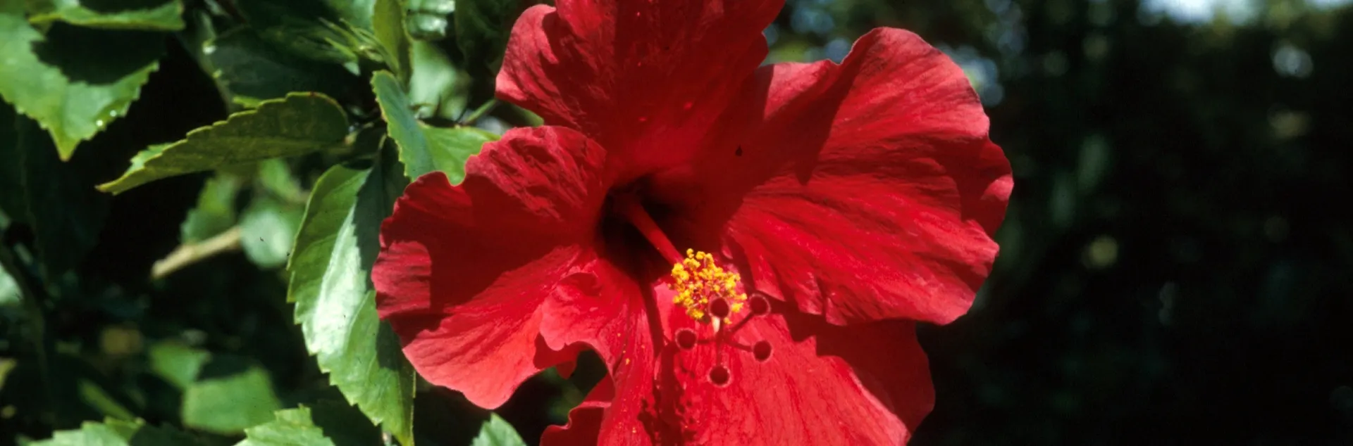 Red hibiscus flower