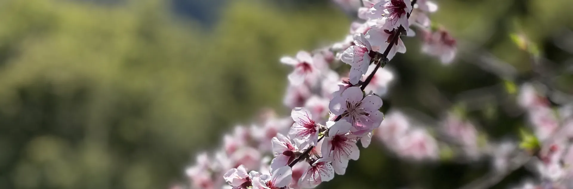 pink spring blossoms on a fruit tree branch