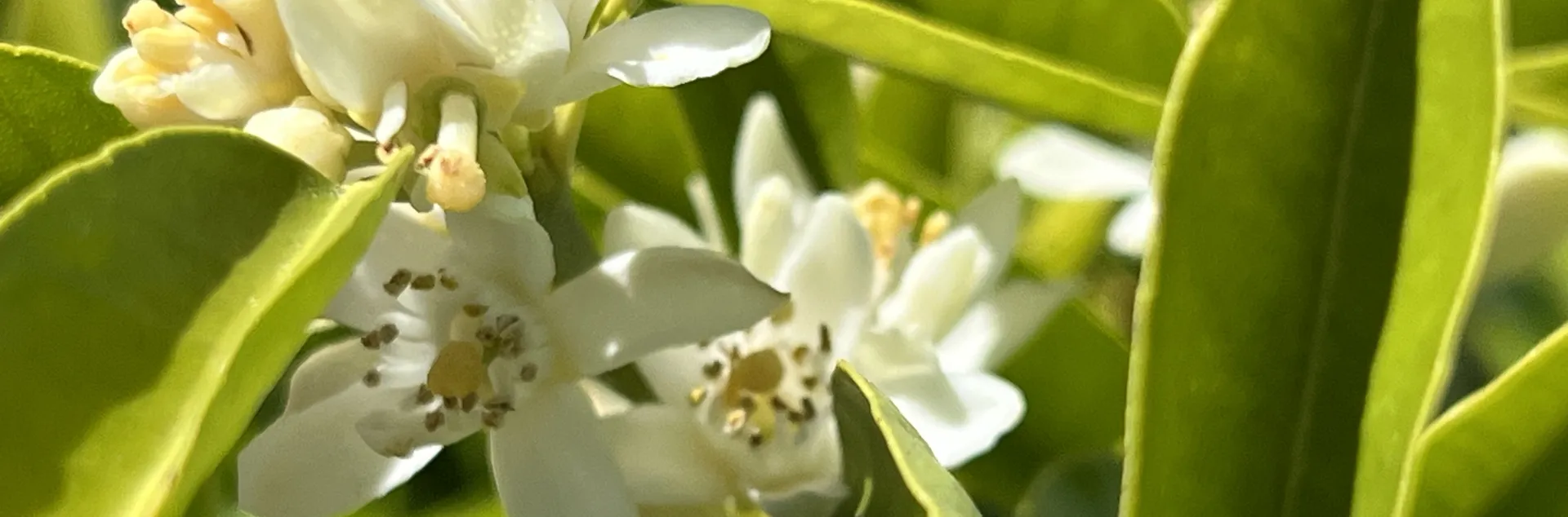 close up of citrus blossoms with green leaves