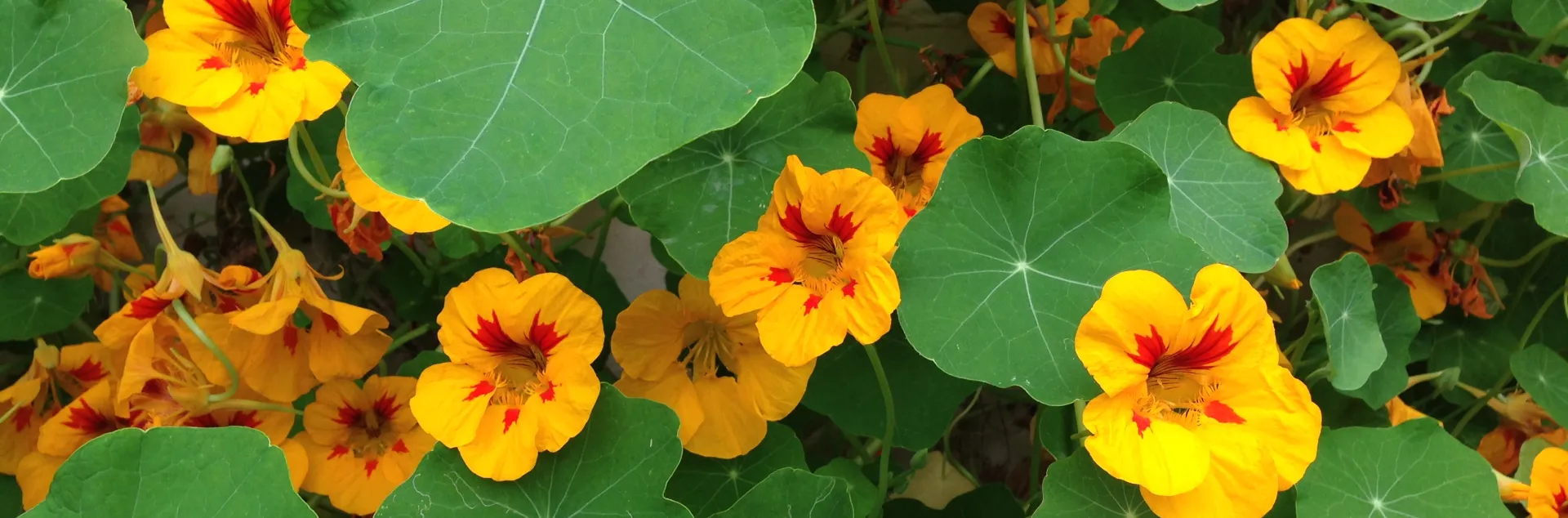 nasturtium