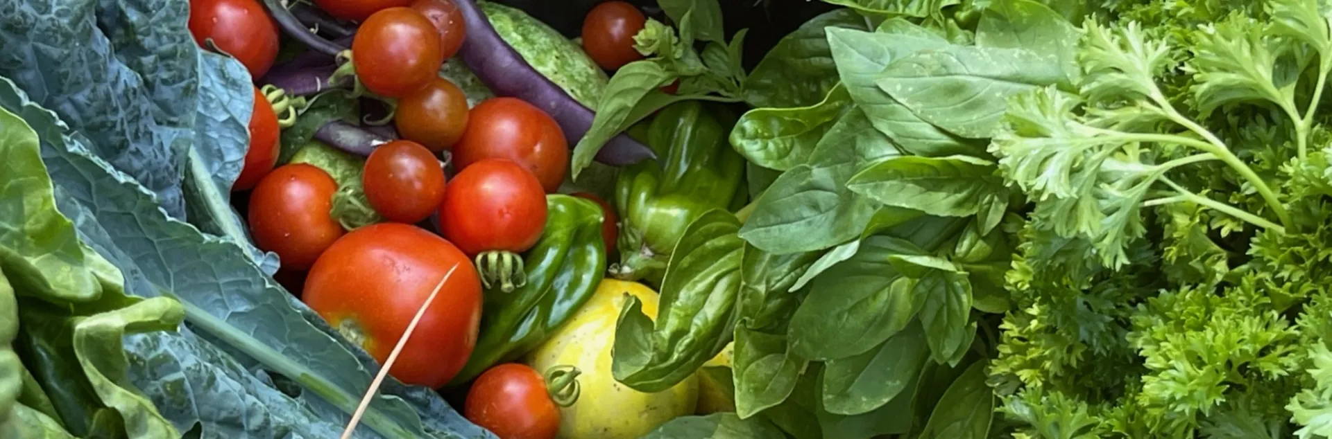 Neighborhood food gardening fair in Sonoma County this March