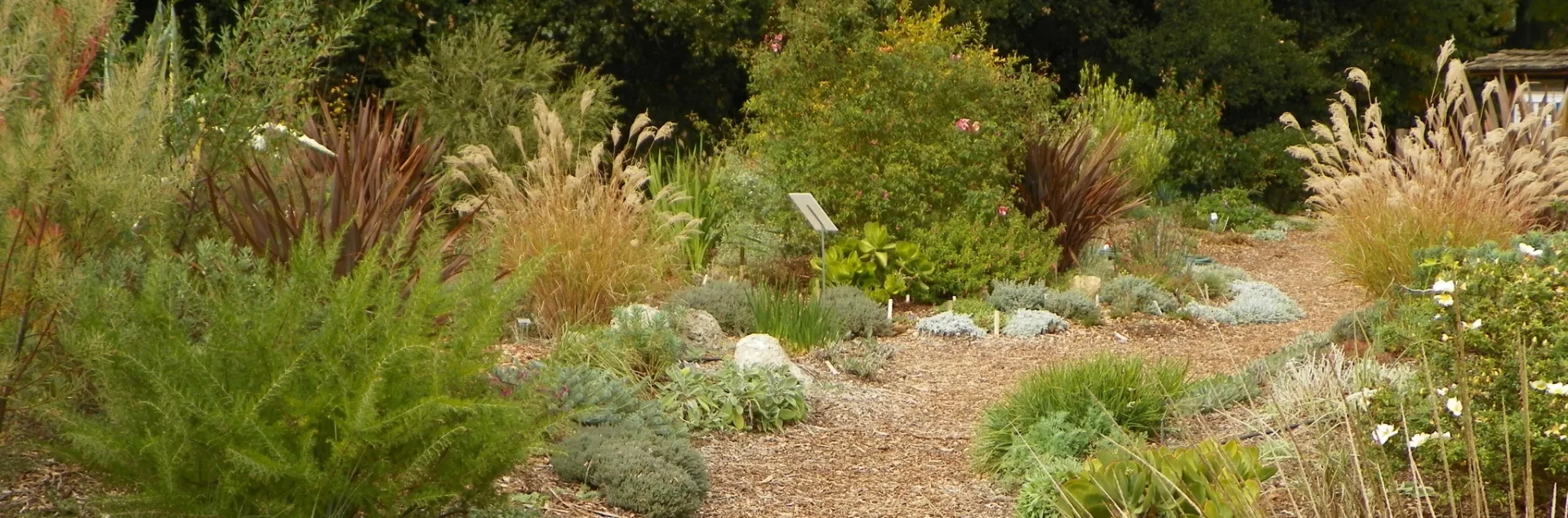 A winding, mulched path through a Waterwise garden bed filled with ornamental plants in the Palo Alto Demonstration Garden
