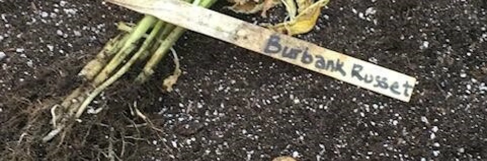 Plant potatoes in March in Sonoma County