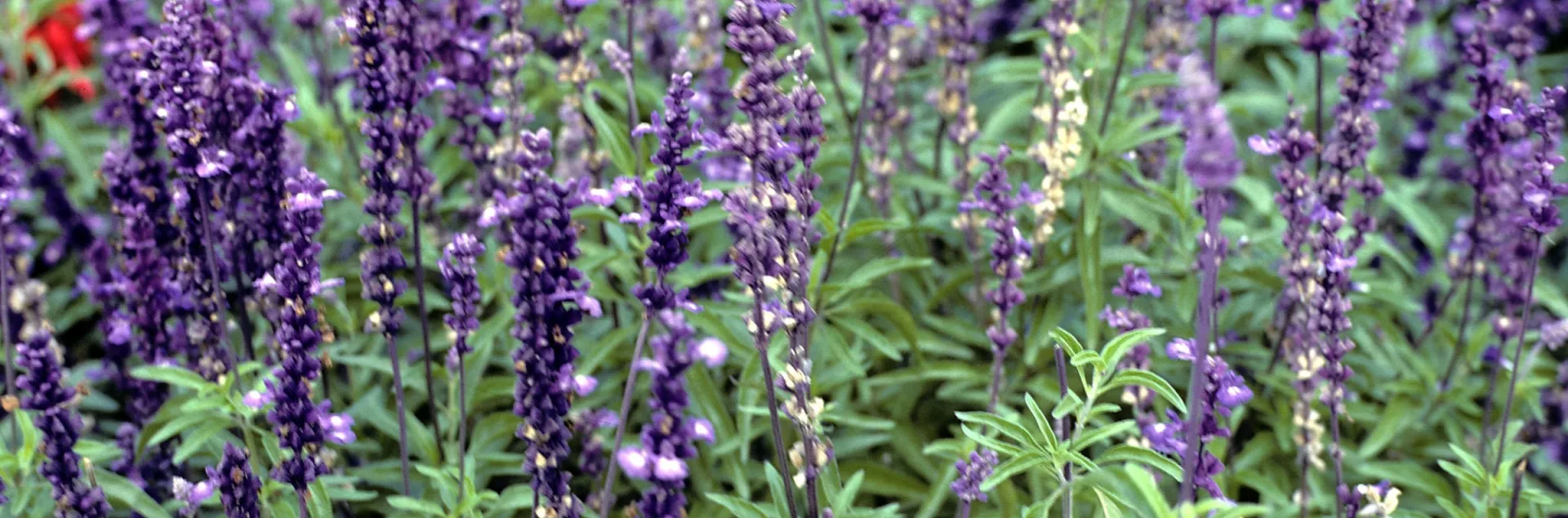 Blue-purple salvia
