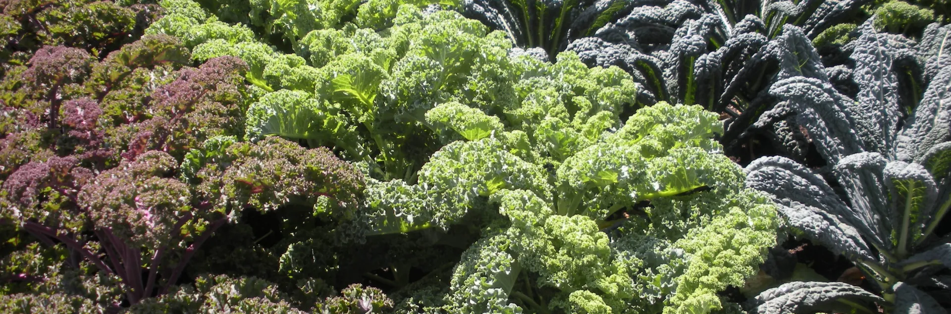 Tightly packed garden rows of red, green, and blue kale
