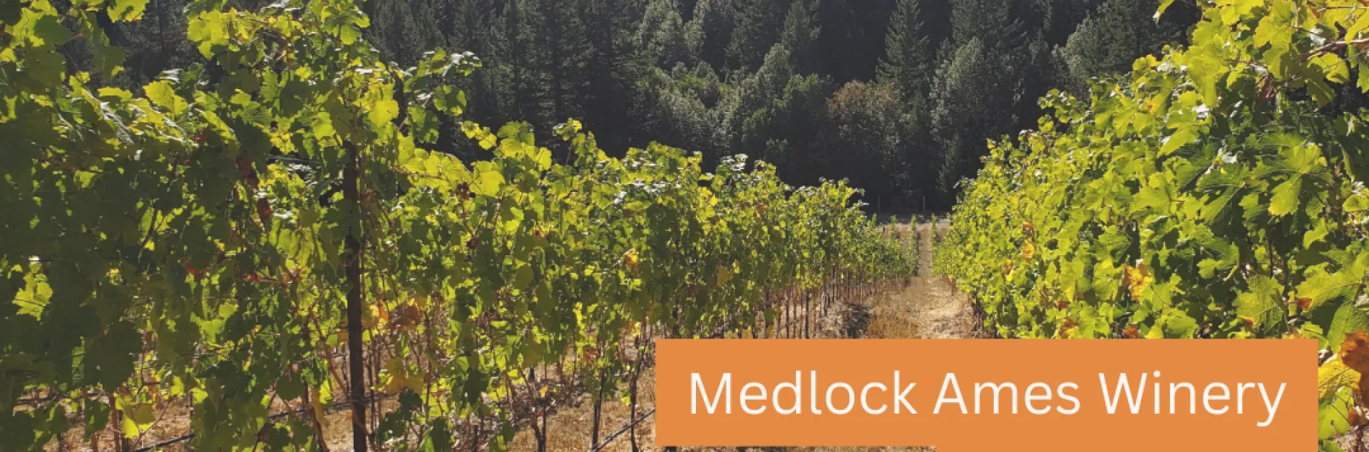 Cultivating Biodiversity, Soil Health and Community in North Coast Vineyards