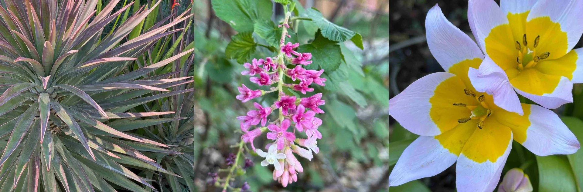 A collage of three garden plants: a spiky rosette with pink-edged leaves, pink flowering currant shrub, and white tulips with yellow centers.