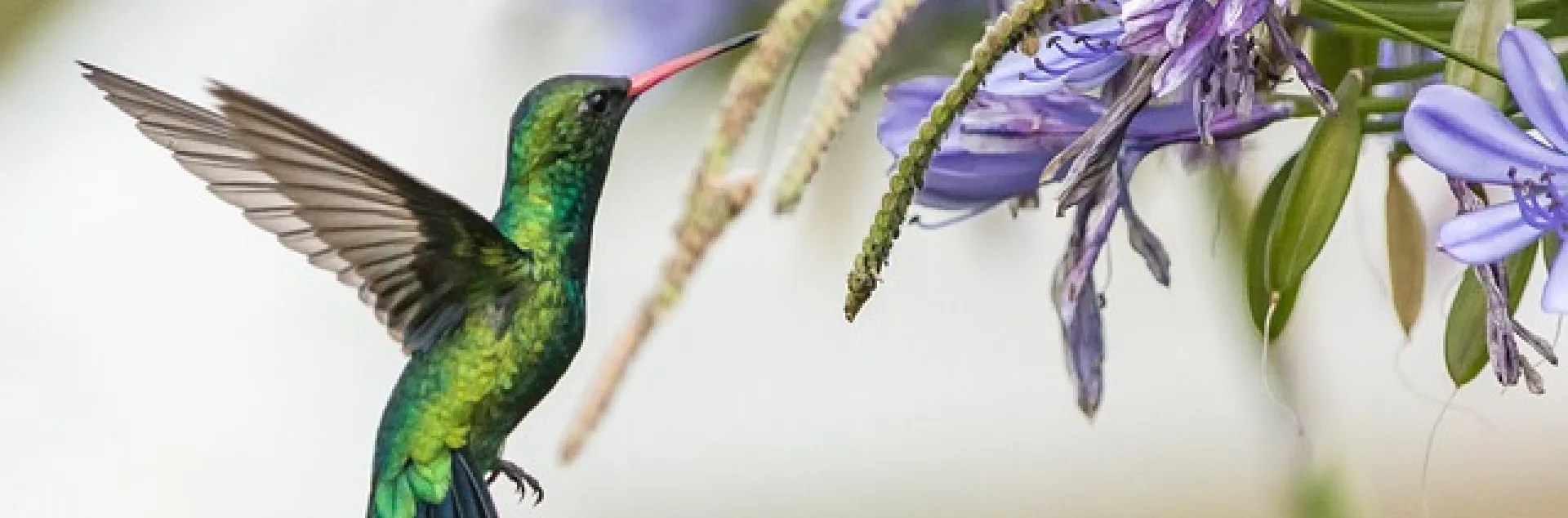 bird