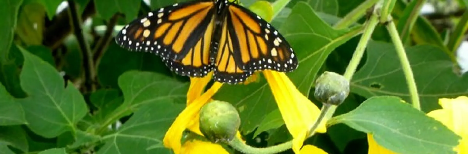 monarch butterfly