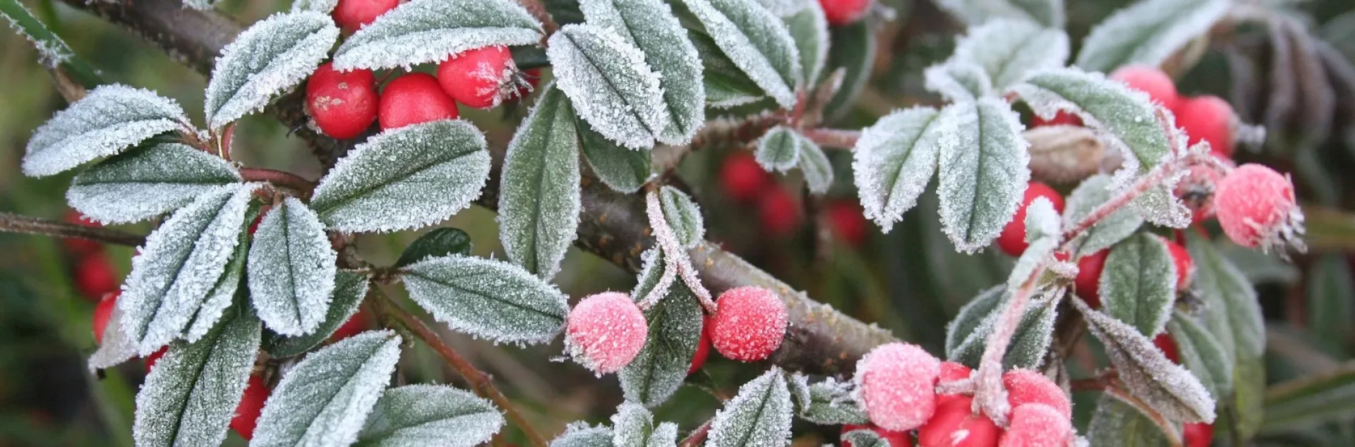 Frost-coated red berries and small oval green leaves on an ornamental shrub.