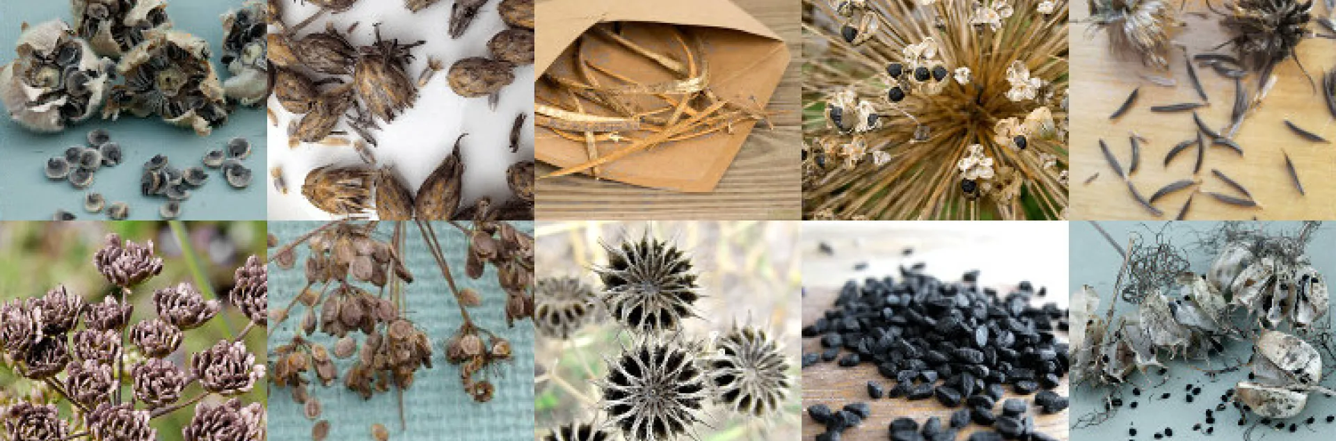 native seed collecting