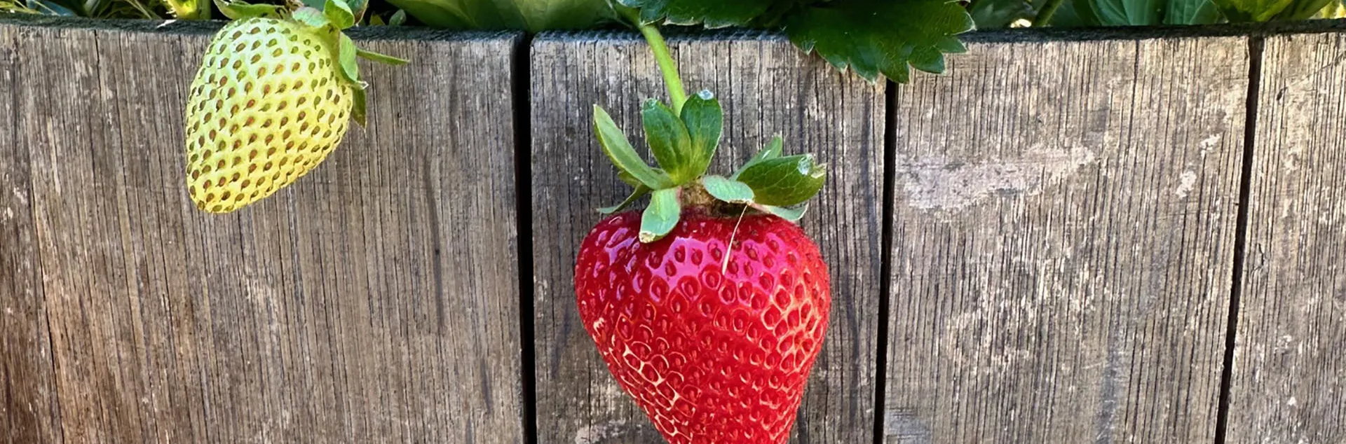 strawberry growing in a planter