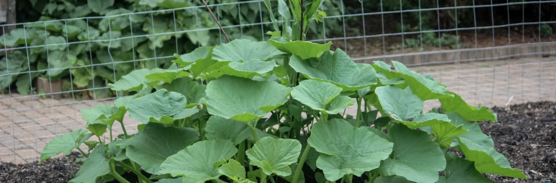 Corn, Beans, and Squash growing together a few weeks after planting. Allen Centennial Garden, wisc.edu
