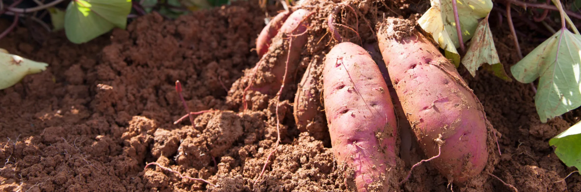 Sweet potatoes
