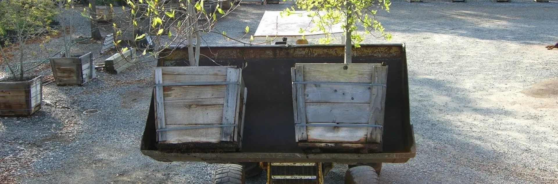 Two small oak trees to be planted at Merced College in 2010