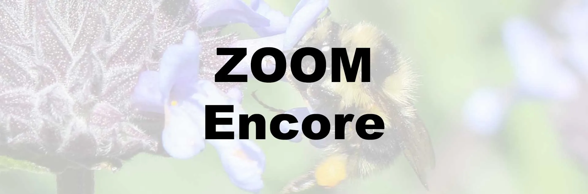pollination ZOOM presentation