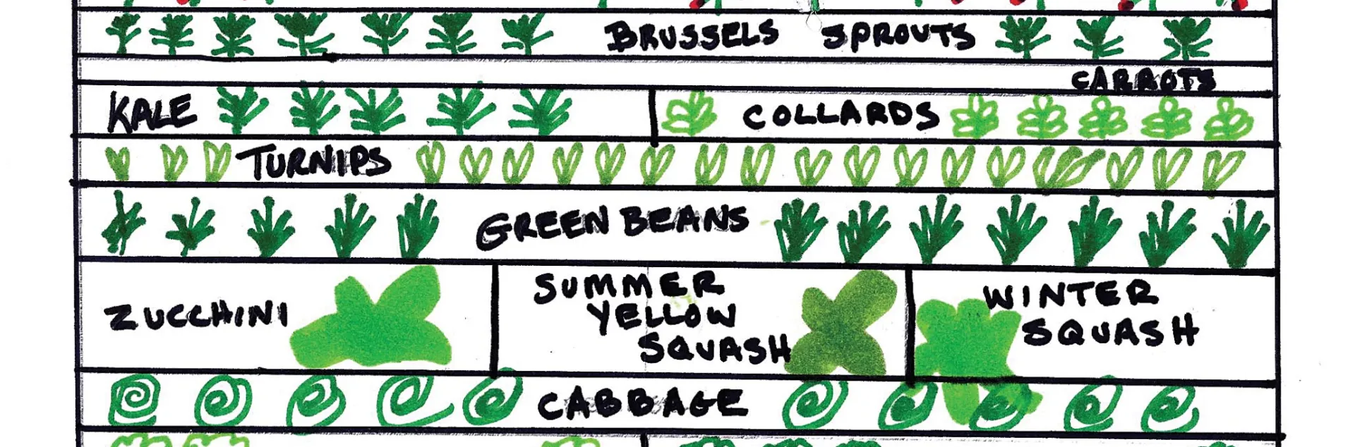 Drawing of a vegetable garden layout for crop spacing and planning
