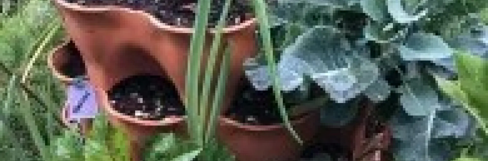 container with multiple plants growing from it