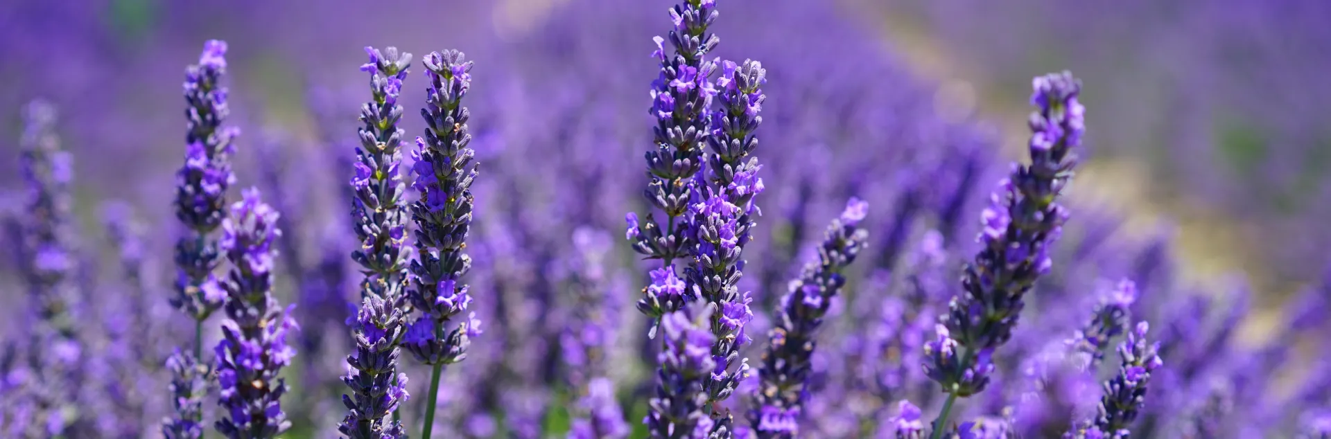 lavender blooms